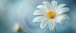 White Flower With Yellow Center on Blue Background