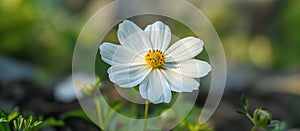 White Flower With Yellow Center Close Up