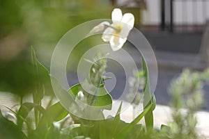 White flower with a yellow center, long leaves - back view.