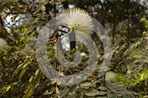 A white flower and yellow flower at garden,lawn sun rays create back light light at winter foggy morning