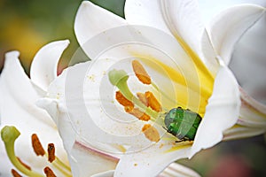 A white flower with yellow middle and green bug inside