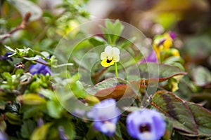 White flower with yellow patal on blur background