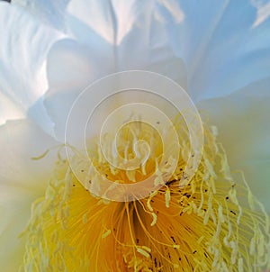 White flower with yellow pistilk and stamen