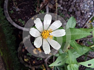 White flower with yellow polen