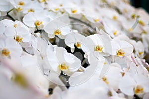 White flower and yellow Pollen