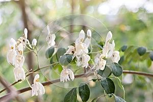 White flower and yellow pollen of  Moringa bloom in the garden is a Thai vegetable and herb.