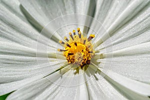 White flower and yellow stamen