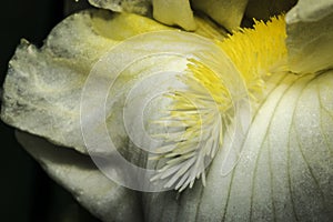 White flower with yellow stamen