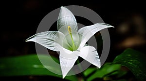 a white flower with a yellow stamen in the center