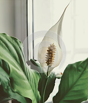 White flower with a yellow stamen of spathiphyllum indoors