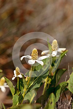 White flower on Yerba mansa plant, Anemopsis californica