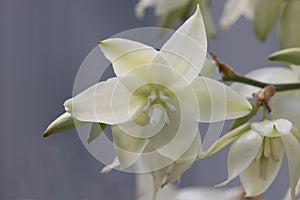 White flower yucca plant