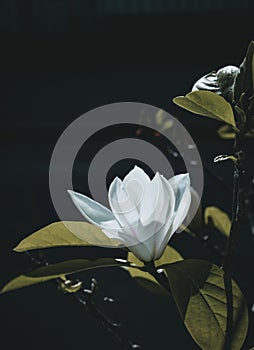 A white flower of yulan magnolia (magnolia denudata) seen up-close