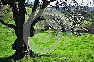 A white-flowered branch of a tree in early springtime in the Odenwald, Germany