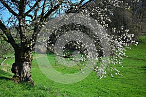A white-flowered branch of a tree in early springtime in the Odenwald, Germany