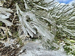 White-flowered broom or Retama del Teide endemic plant branches covered with ice