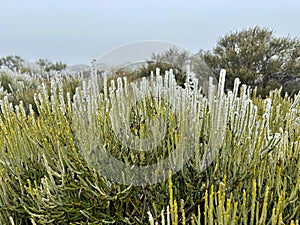 White-flowered broom or Retama del Teide endemic plant covered with ice