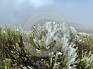 White-flowered broom or Retama del Teide endemic plant covered with ice on a gray sky background