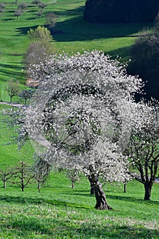 A white-flowered tree in early springtime in the Odenwald, Germany