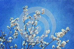 White flowered tree top with textured blue background.