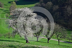 White-flowered trees in early springtime in the Odenwald, Germany