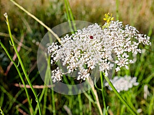 White-flowered umbel belonging to a Daucus Carota plant wild carrot