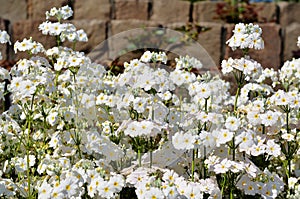 White flowerets (brick background)