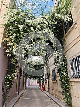 White flowergate Malta