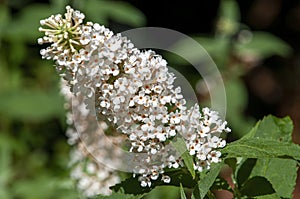 White flowerhead of a buddleja davidii `ivory` bush