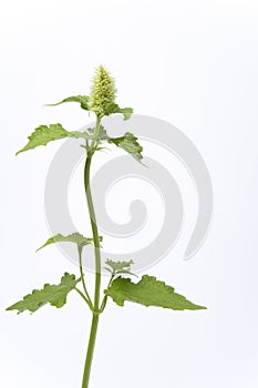 White Flowering Agastache Rugosa