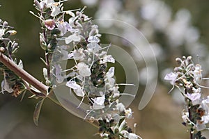 Salvia Apiana Bloom - San Gabriel Mtns - 051222 photo