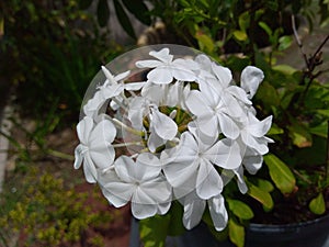 White flowers in bloom