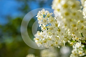 White flowering branches against the blue sky, beautiful spring