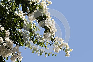 White flowering branches of a lesser bougainvillea