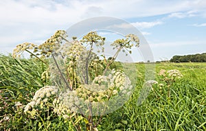 White flowering common hogweed from close