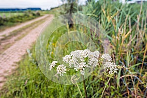 White flowering cow parsley in the verge of a country road