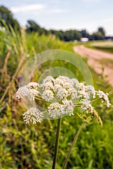 White flowering cow parsley in the verge of a country road