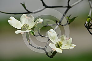 White flowering dogwood