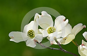 White flowering dogwood