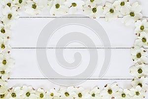 White Flowering Dogwood Blossom Background