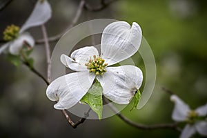 White Flowering Dogwood Tree Blossom