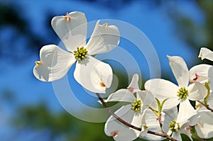 White Flowering Dogwood on Blue