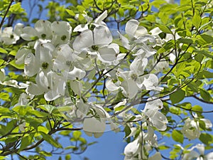 White Flowering Dogwood or Cornus florida on blue sky background,