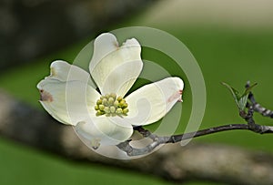 White flowering dogwood petal