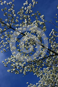 White FLowering Dogwood Tree