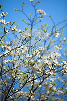 White flowering dogwood tree in bloom in blue sky