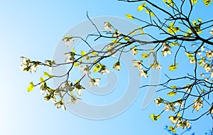 White flowering dogwood tree in bloom in blue sky