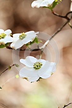 White flowering dogwood tree blossom