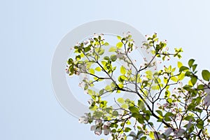 White flowering dogwood tree (Cornus florida) in bloom in sunlight