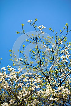 White flowering dogwood tree (Cornus florida), Japan